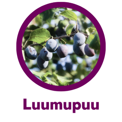 kiintymysvanhemmuus perhekahvila luumupuu kiintymysvanhemmuus perhekahvila luumupuu espoo