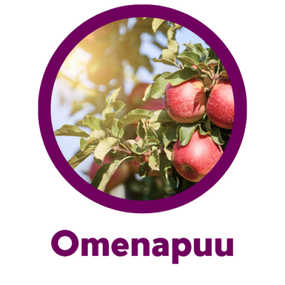 kiintymysvanhemmuus perhekahvila omenapuu kiintymysvanhemmuus perhekahvila omenapuu hyvinkää